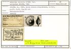 Karteikarte zum Holotyp von Robulina cultrata antipodum Stache, 1864